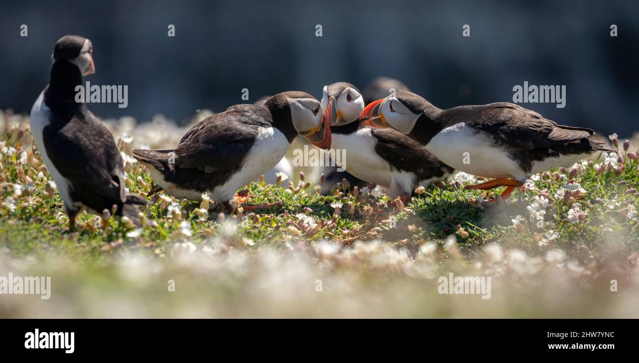 I puffini sull isola Skomer Foto Stock