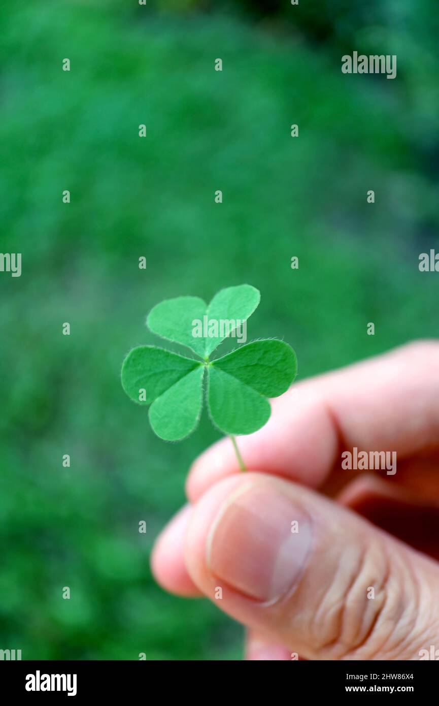 Primo piano Vibrant Green Shamrock in mano dell'uomo con Blurry Green Field in background Foto Stock