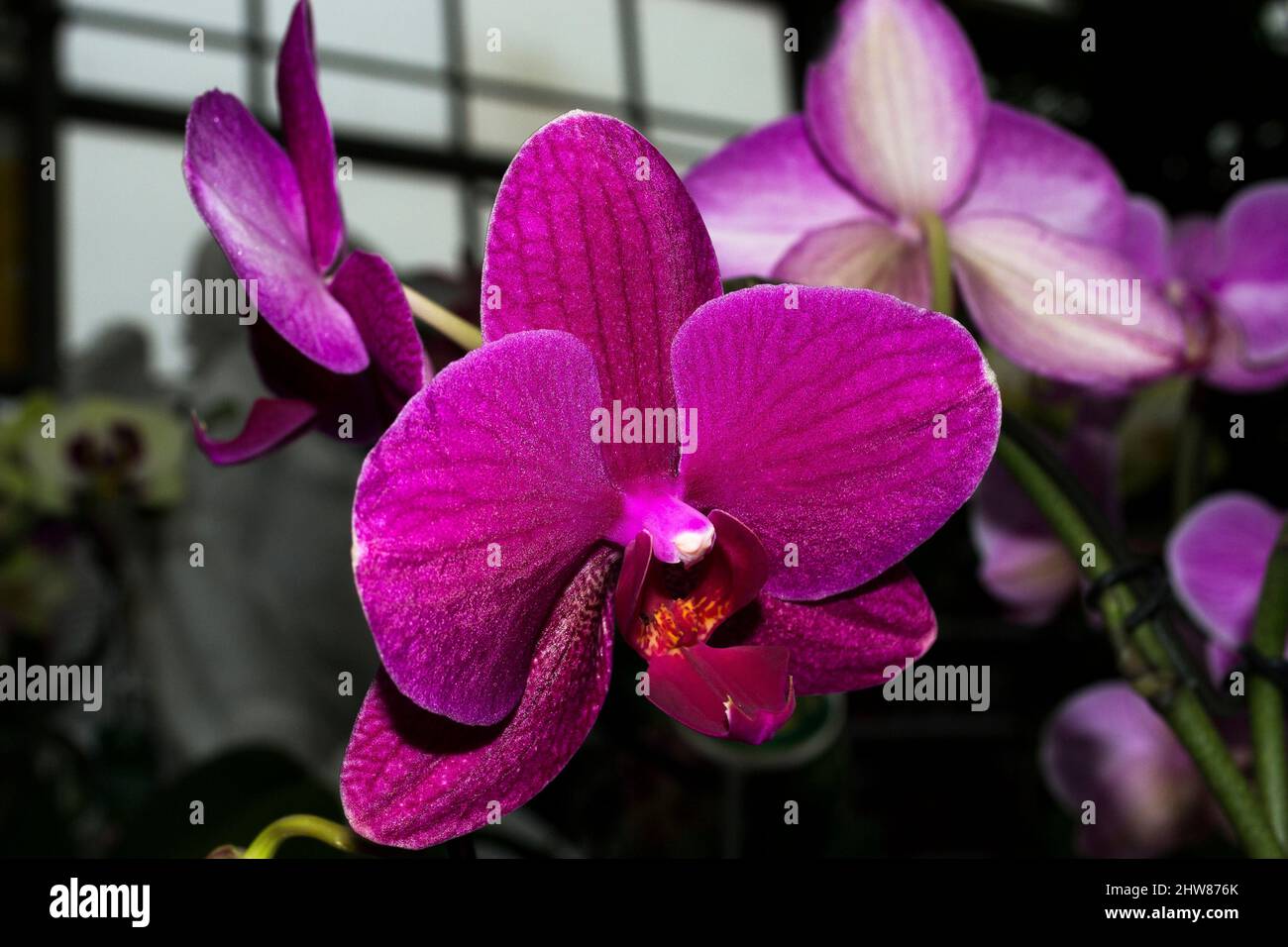 Orchid in primo piano. Messa a fuoco selettiva. Foto Stock