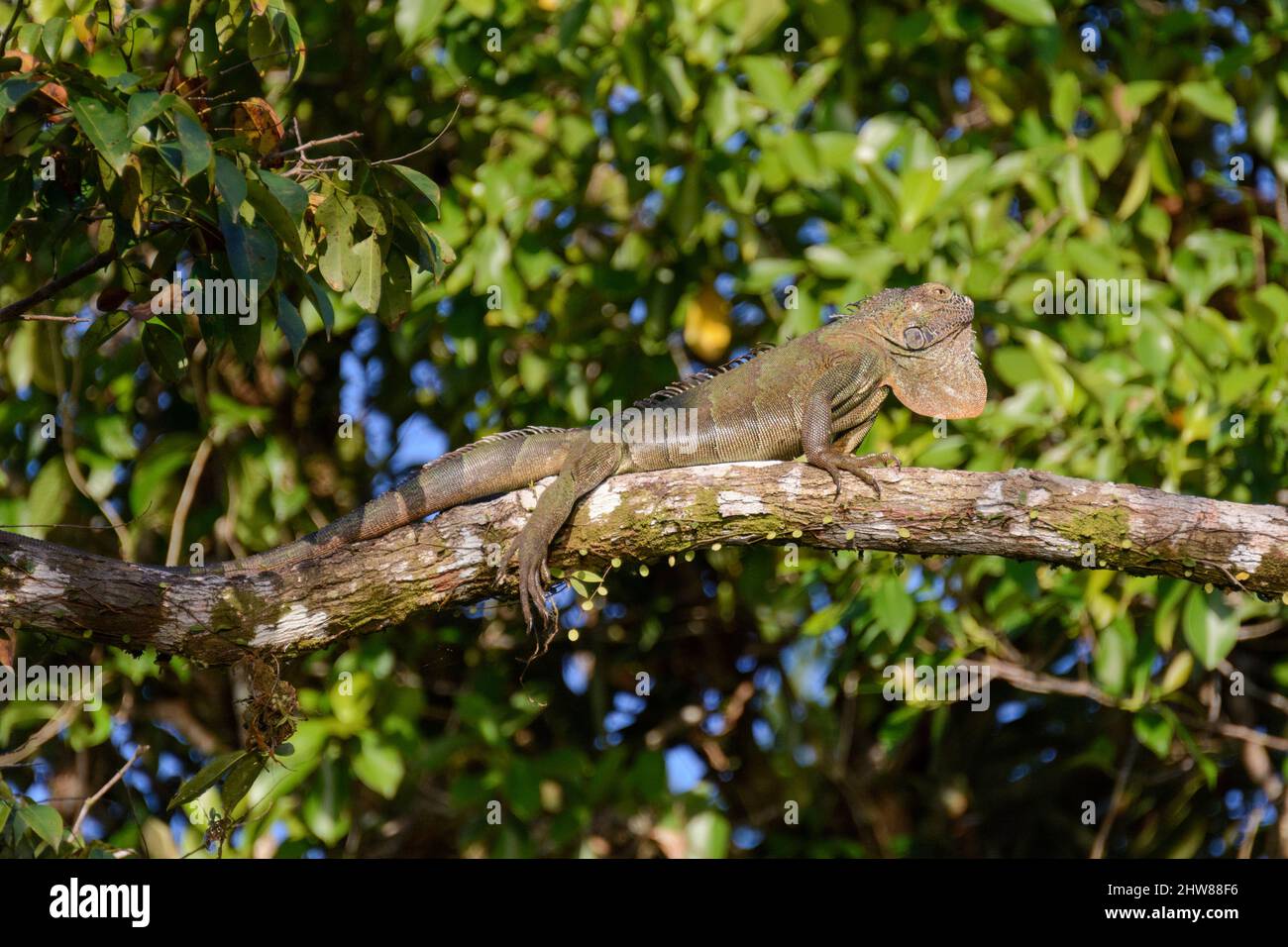 Un'iguana riposa su un ramo d'albero al sole nel Parco Nazionale di Tortuguero, provincia di Limon, Costa Rica, America Centrale Foto Stock