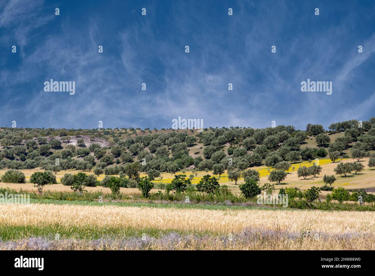 Rif campagna, il Nord del Marocco. Ulivi sulla collina, frumento in primo piano. Foto Stock