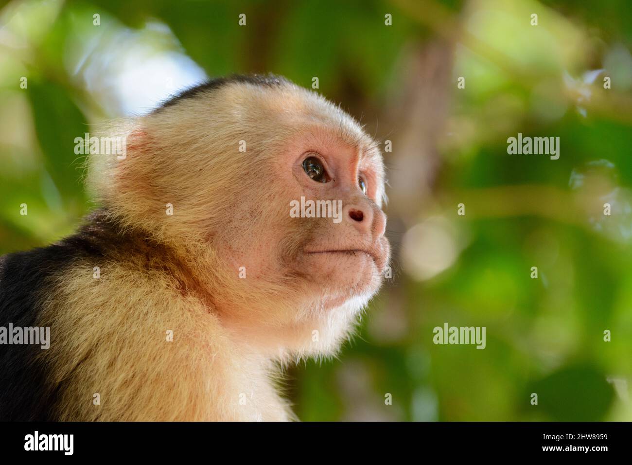 cappuccino panamense con facciata bianca (imitatore Cebus), Parco Nazionale Manuel Antonio, Provincia di Puntarenas, Quepos, Costa Rica, America Centrale. Foto Stock