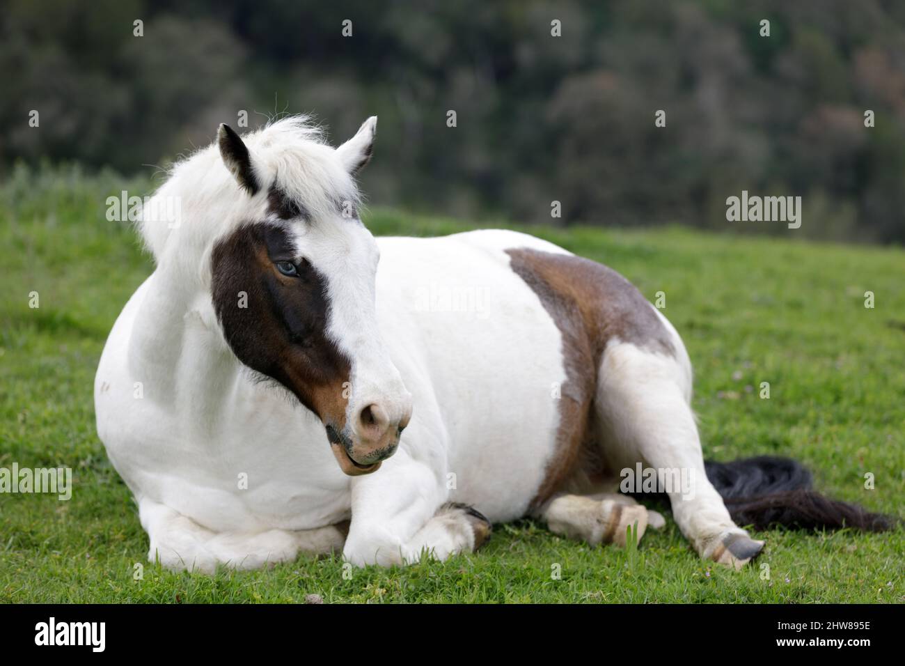Cavallo Pinto che riposa nel prato. Los Altos Hills, California, USA. Foto Stock