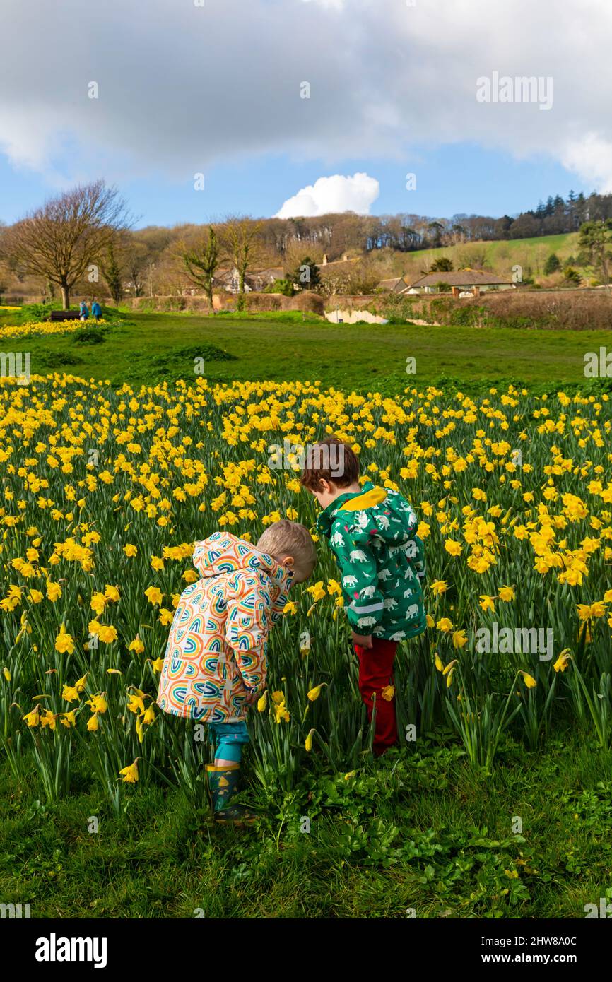 Sidmouth, Devon, Regno Unito. 4th marzo 2022. UK Weather. Sunshine and Daffodils in fiore accanto al South West Coast Path a Sidmouth in Devon, creando un mare di giallo grazie a Keith Owen, un banchiere di investimento canadese che ha vissuto a Sidmouth - quando è morto nel 2007 ha lasciato il suo intero risparmio di vita, £2,3 milioni all'Associazione Sid vale della città, con il suo desiderio morente di piantare un milione di fiori. La speranza è che l'eredità di Keith porti felicità alla gente del posto e ai visitatori per le generazioni a venire. Credit: Carolyn Jenkins/Alamy Live News Foto Stock