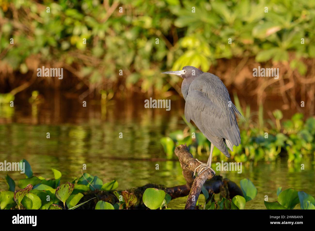 Piccolo airone blu (Egretta caerulea) arroccato su un ramo del fiume, Parco Nazionale di Tortuguero, Provincia di Limon, Costa Rica, America Centrale Foto Stock