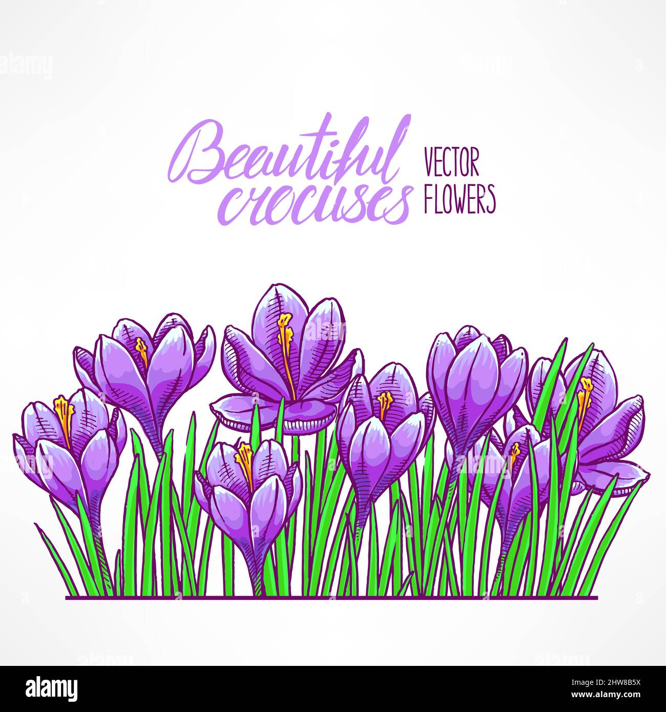 bellissimo biglietto d'auguri con crocus viola. illustrazione disegnata a mano Illustrazione Vettoriale