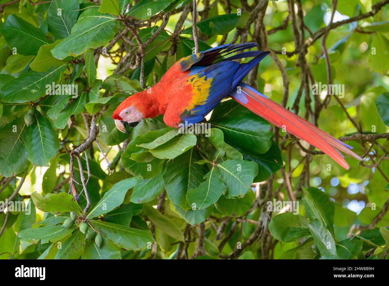 Un macaw scarlatto (Ara macao) che mangia noci da un albero di mandorle da spiaggia (Terminalia catappa) nel Parco Nazionale di Corcovado, Penisola di Osa, Costa Rica Foto Stock