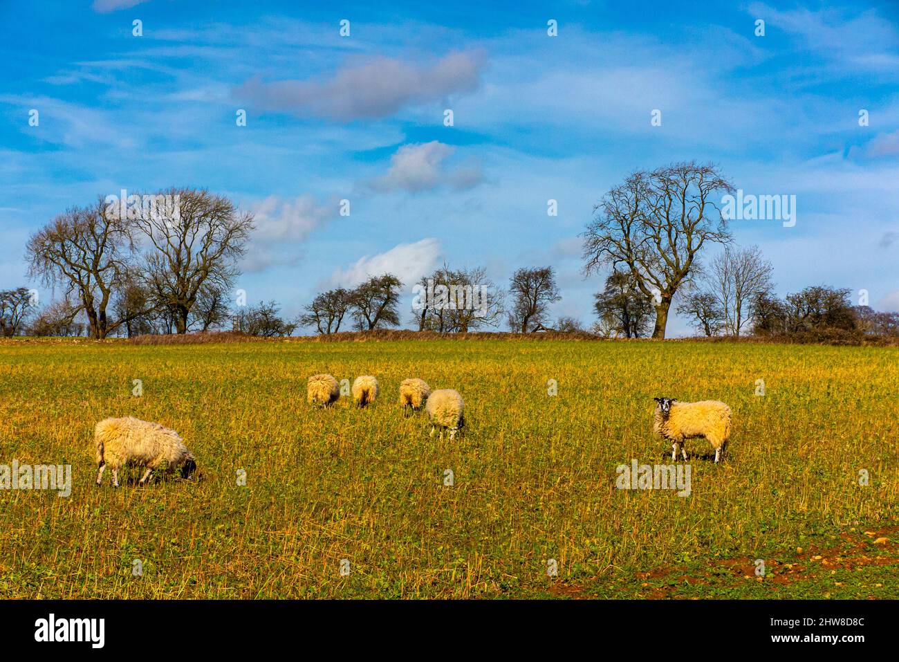 Pecore che pascolano al sole primaverile in un tipico paesaggio delle Cotswolds a Bredon Hill vicino a Tewkesbury nel Gloucestershire Inghilterra Regno Unito Foto Stock