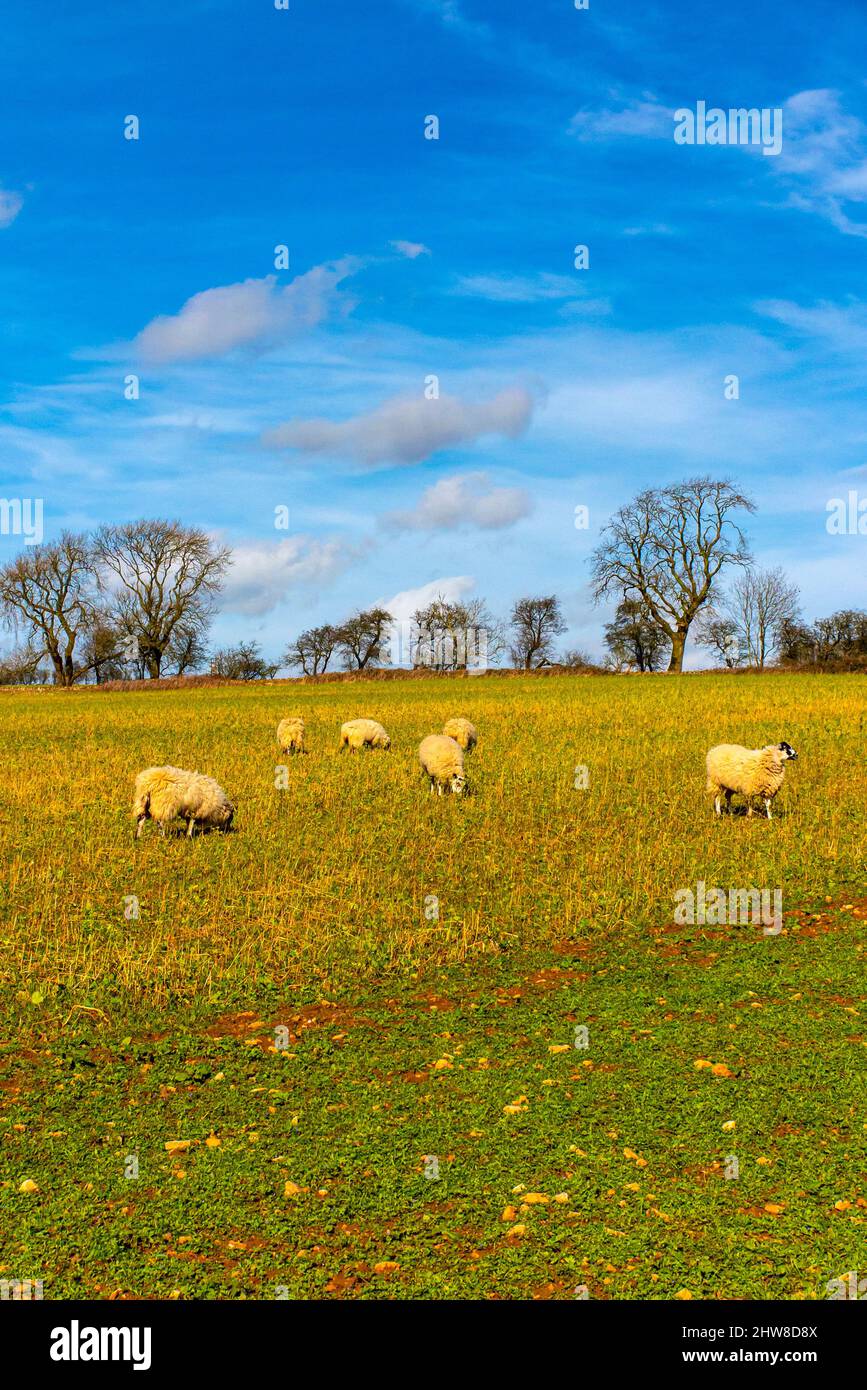 Pecore che pascolano al sole primaverile in un tipico paesaggio delle Cotswolds a Bredon Hill vicino a Tewkesbury nel Gloucestershire Inghilterra Regno Unito Foto Stock