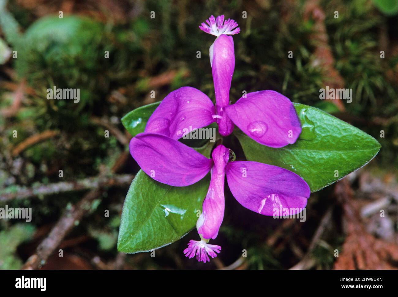 poligala frangiata al Bruce Peninsula National Park Ontario Canada Foto Stock