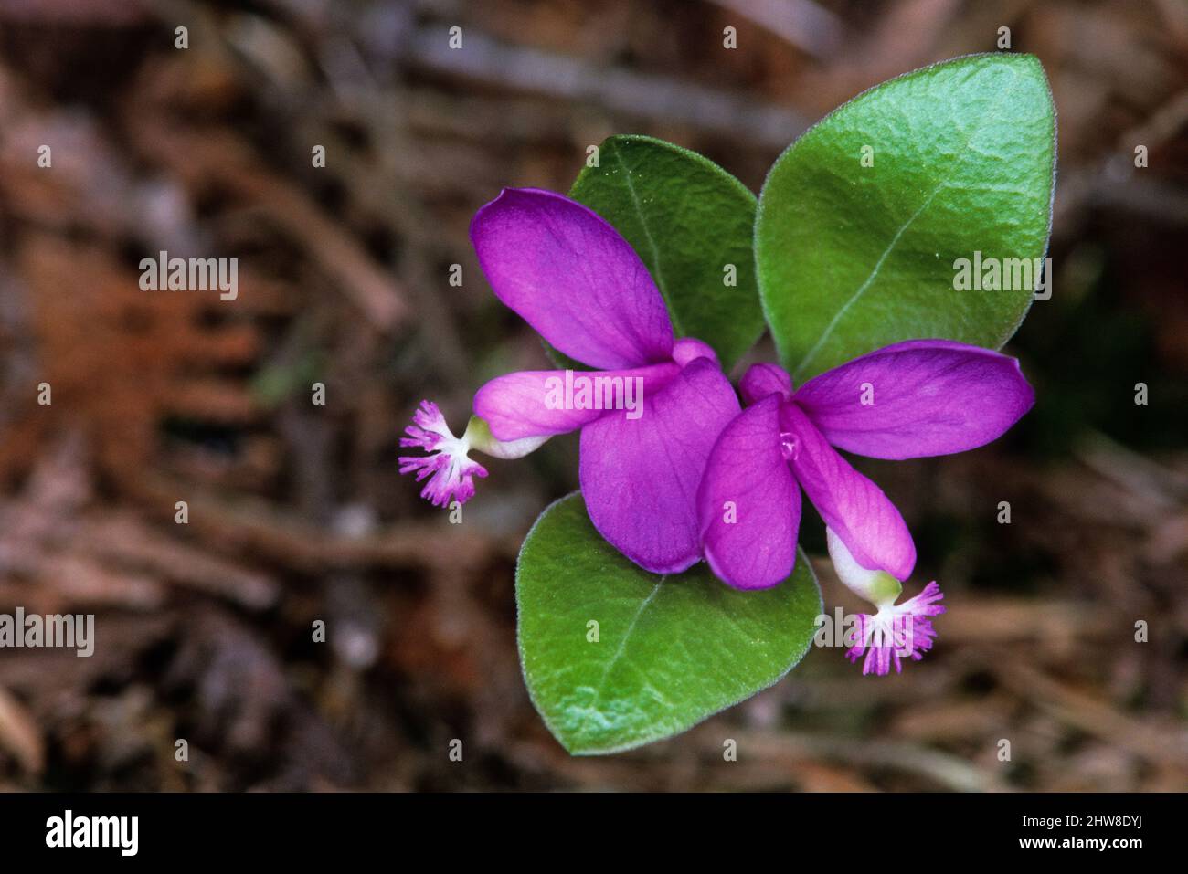 poligala frangiata al Bruce Peninsula National Park Ontario Canada Foto Stock