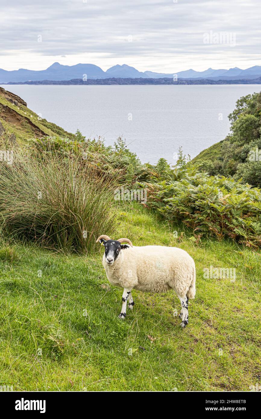 Una pecora ornata che pascola sulla scogliera vicino a Lealt Falls sulla costa nord-orientale dell'isola di Skye, Highland, Scozia Regno Unito. Foto Stock