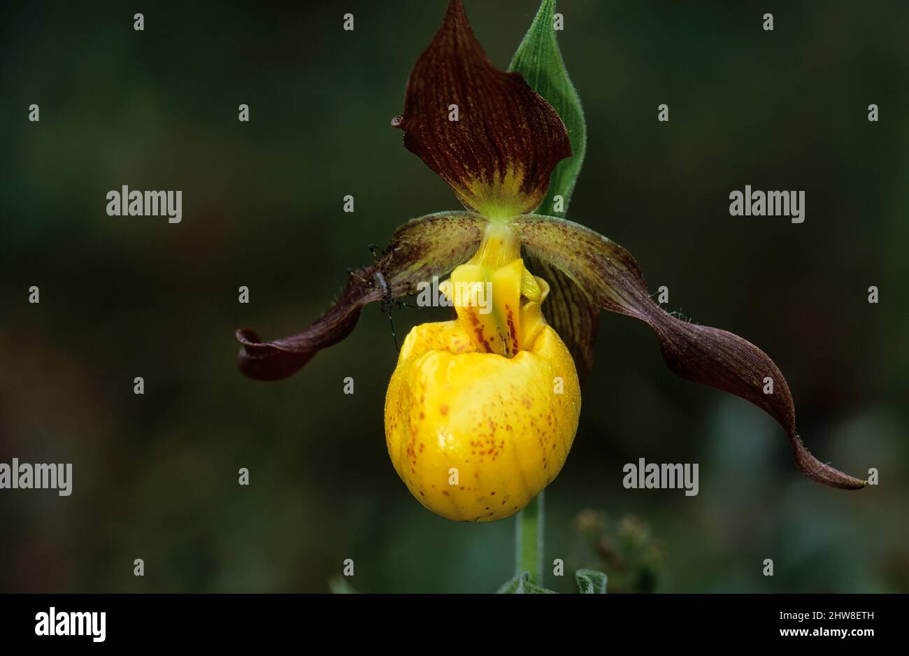 Piccola scarpetta gialla per signora al Bruce Peninsula National Park Foto Stock
