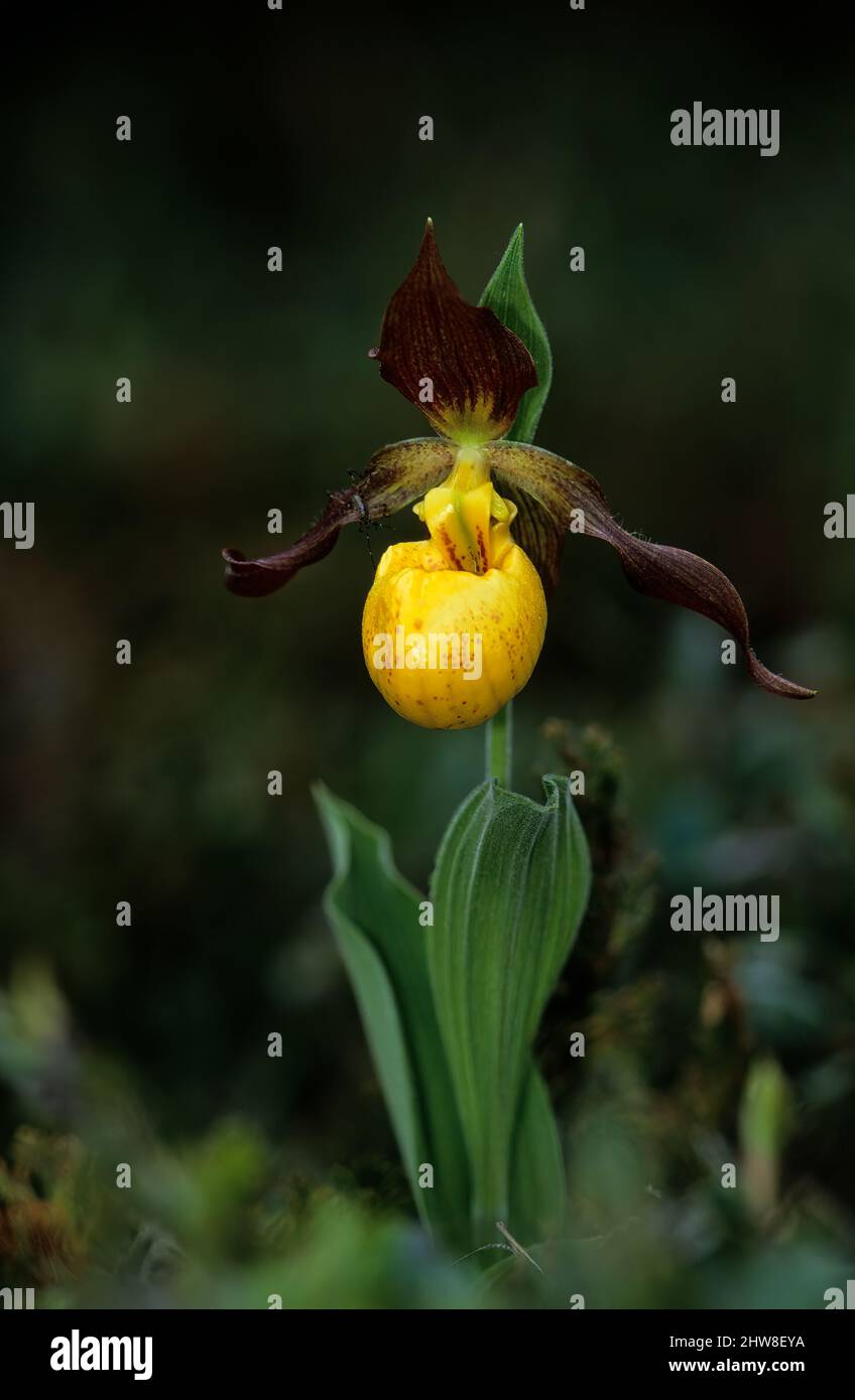 Piccola scarpetta gialla per signora al Bruce Peninsula National Park Foto Stock