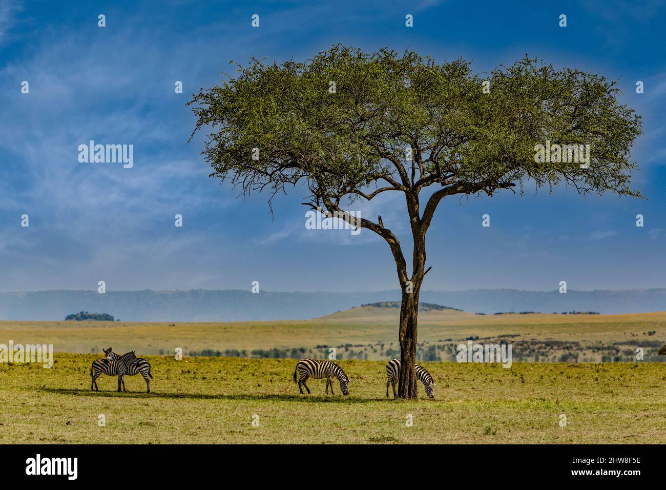 Tanzania. Serengeti. Zebra naviga sotto un'egyptiaca balanita, Desert Date Tree o Thorn Tree, o soap Berry Tree, o Balsam Egiziano. Foto Stock