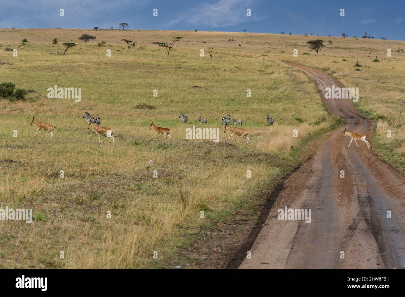 Tanzania. Hartebeest (Alcelaphus buselaphus) attraversando la strada, Nord del Parco Nazionale del Serengeti. Foto Stock