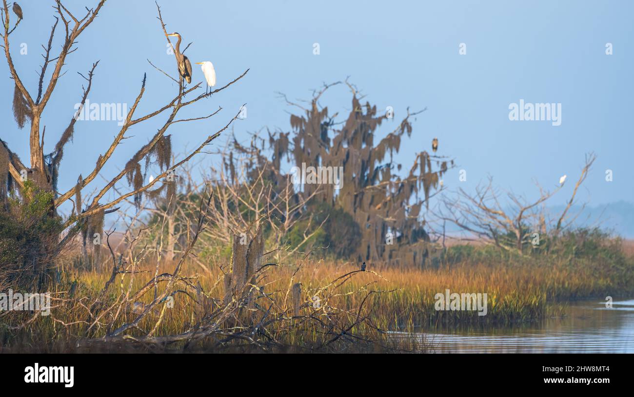 Vari aironi, aironi e una cicogna di legno lungo la palude salata di Clapboard Creek adiacente a Fort George Island a Jacksonville, Florida. (USA) Foto Stock