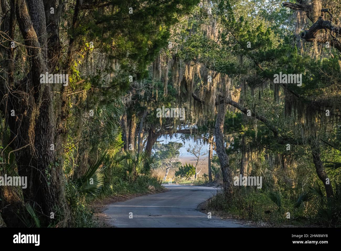 Vista all'alba di una strada tortuosa sotto un canopetto di alberi drappeggiato di muschio spagnolo al Fort George Island Cultural state Park a Jacksonville, Florida. (USA) Foto Stock