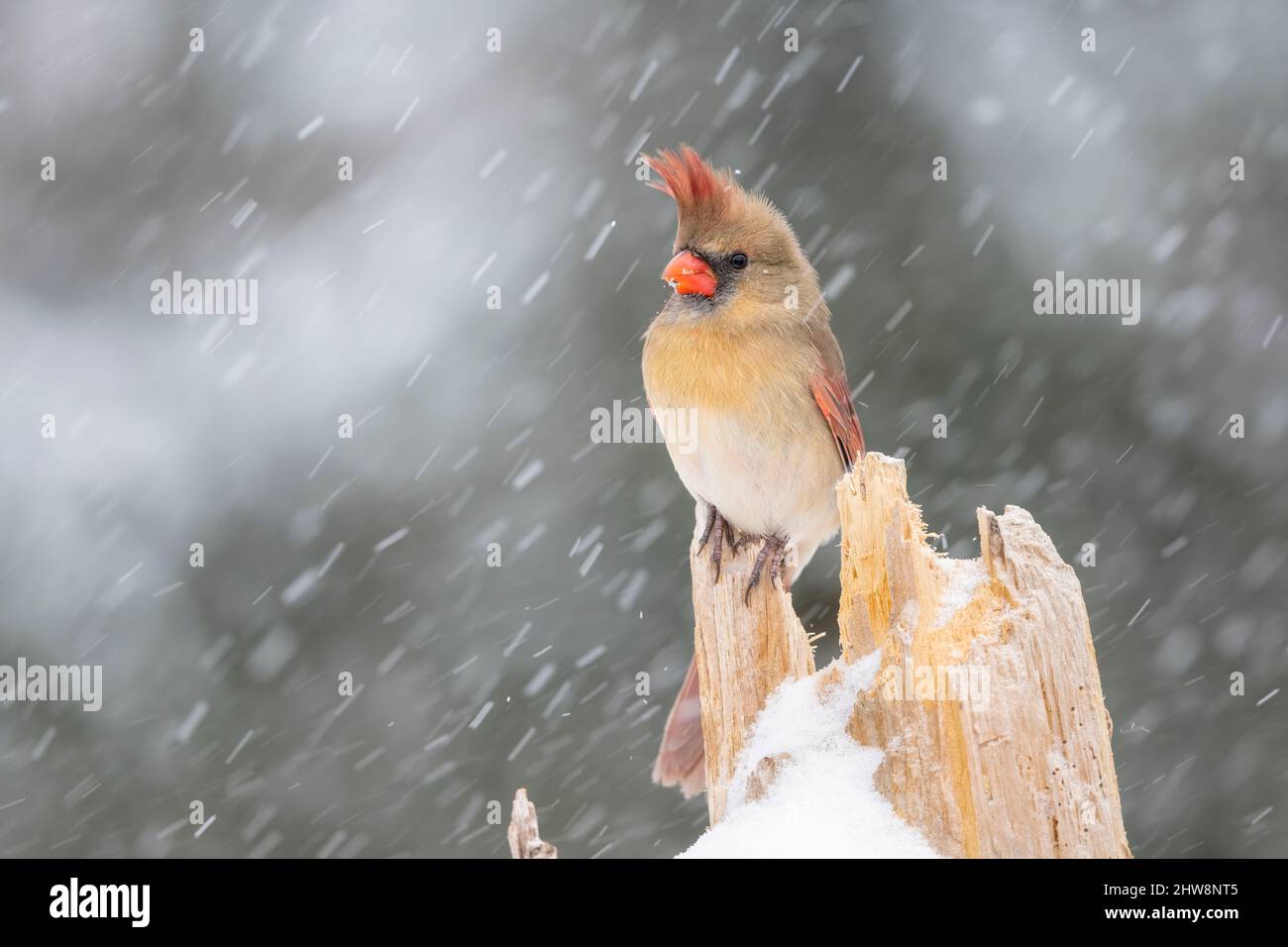 Cardinalis femmina (Cardinalis cardinalis) arroccato su ceppo di albero, tempesta di neve, e USA, di Dominique Braud/Dembinsky Photo Assoc Foto Stock