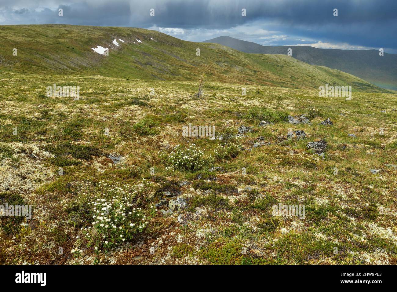 White Mountains/Tanana Hills; Pinnell Mountain Trail; Tundra Uplands; Tundra; Alaska Foto Stock