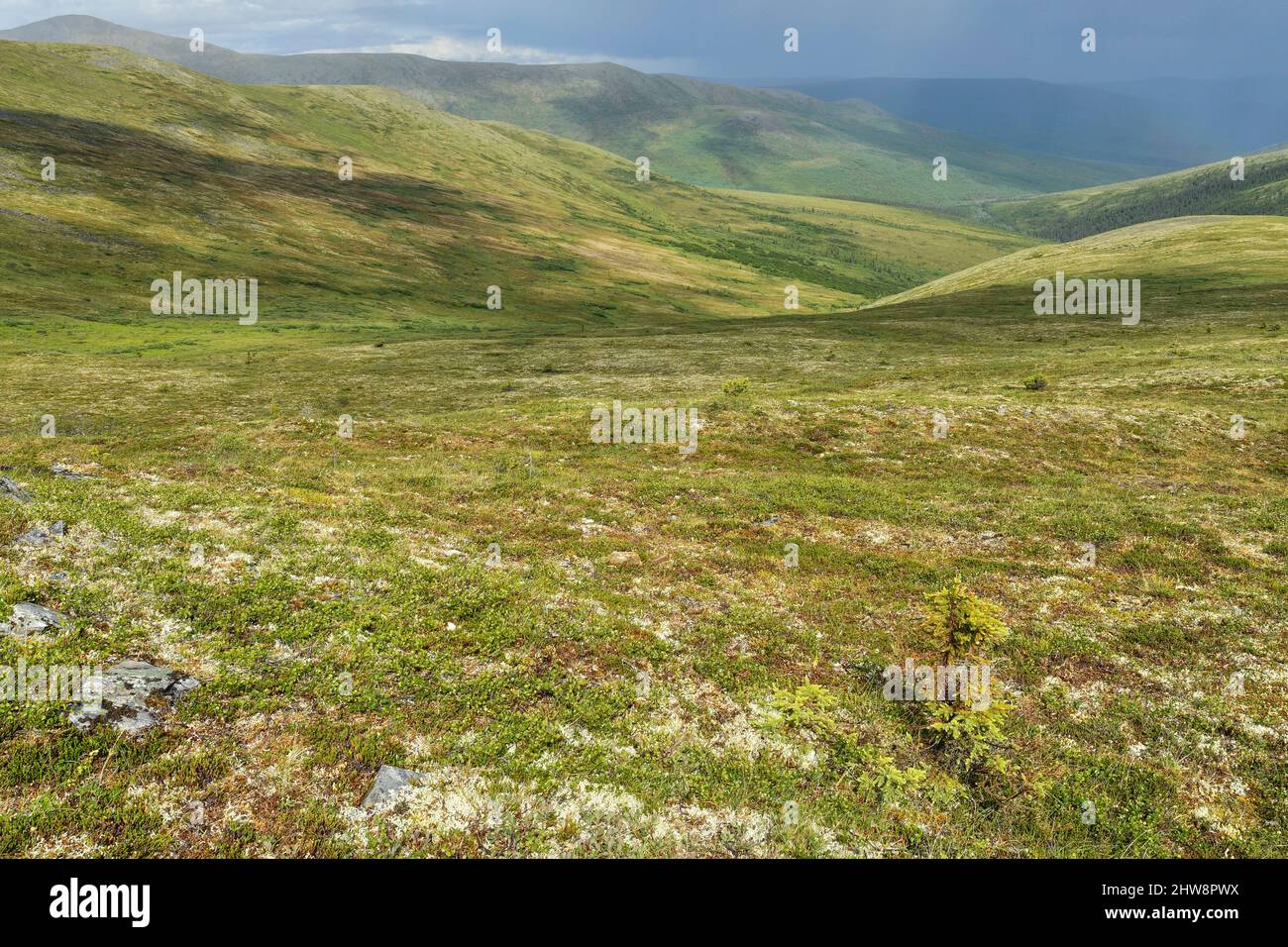 White Mountains/Tanana Hills; Pinnell Mountain Trail; Tundra Uplands; Tundra; Alaska Foto Stock