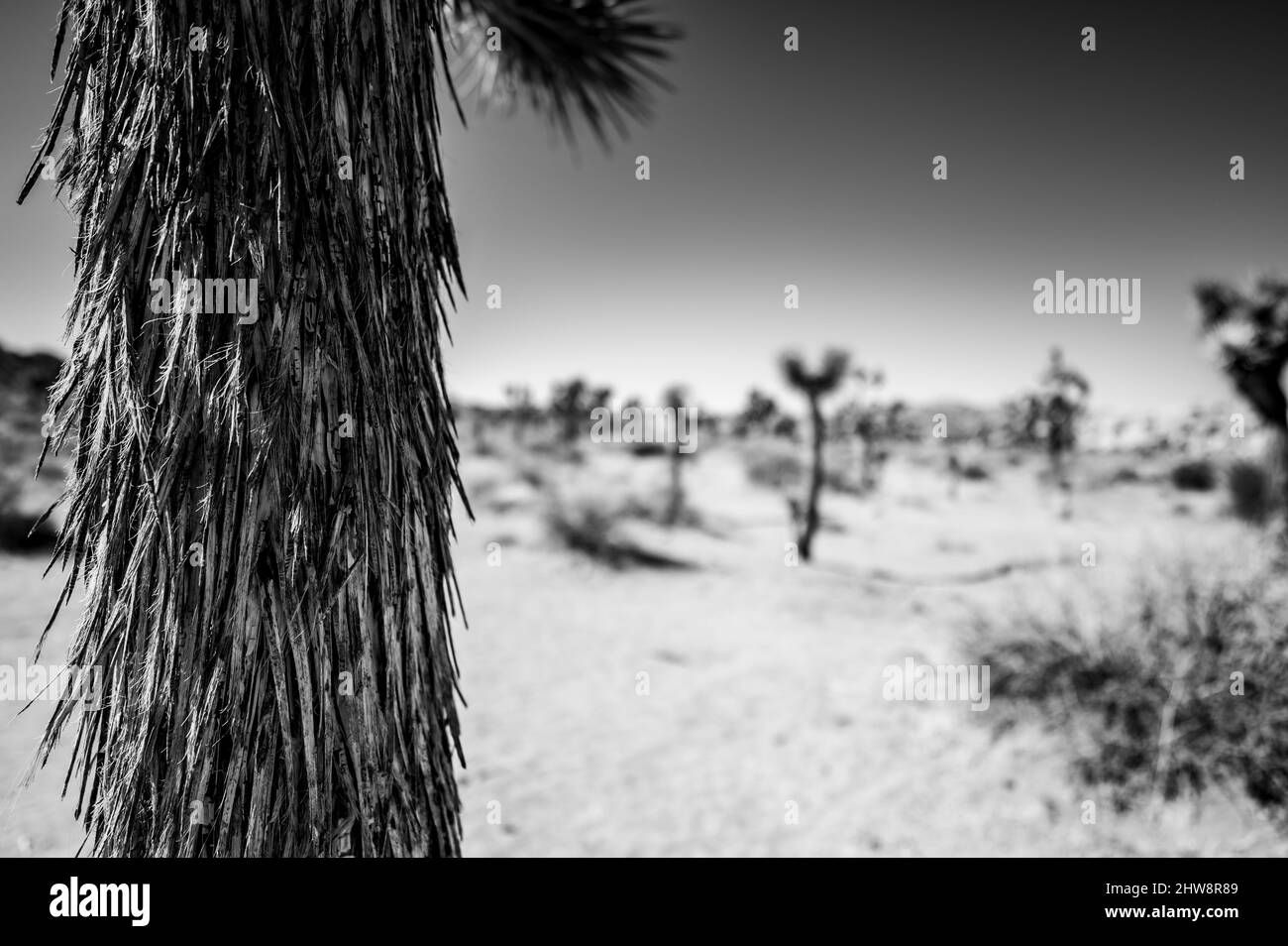 Fuoco selettivo sulla corteccia ruvida di un albero di Giosuè con uno sfondo di deserto. Foto Stock