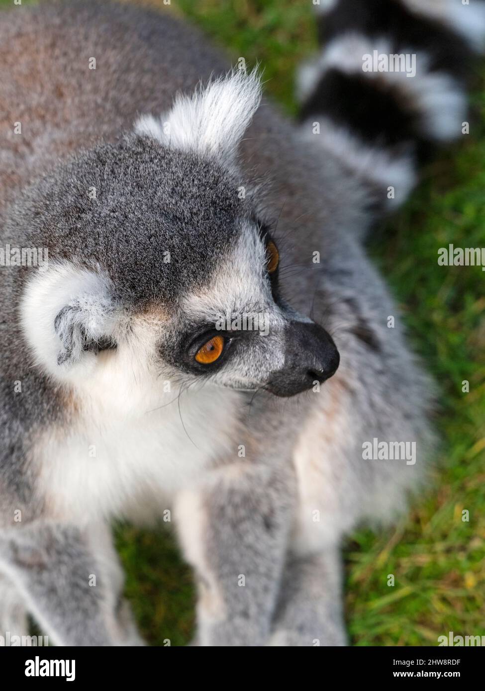 OLYMPUS FOTOCAMERA DIGITALE Foto Stock