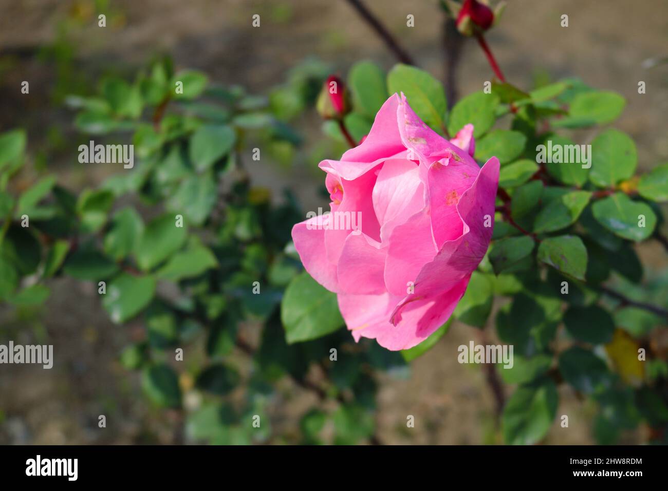 Ibrido di Rosa Tea Rose Foto Stock