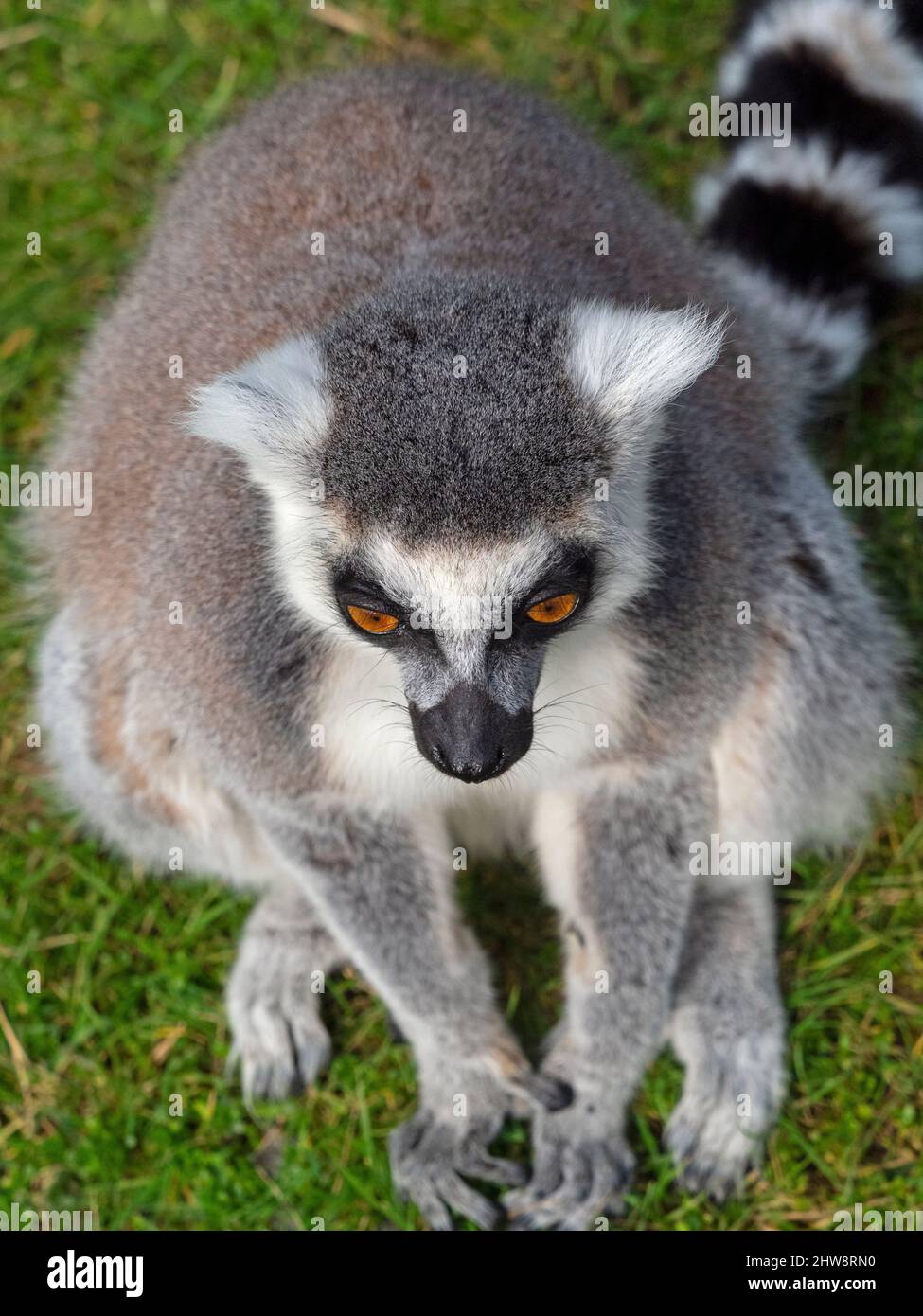 OLYMPUS FOTOCAMERA DIGITALE Foto Stock