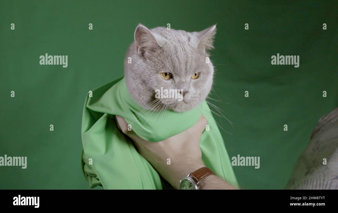 Gatto grigio su sfondo verde studio. Riprese in stock. Primo piano di un uomo che tiene gatto scozzese grigio in coperta verde su sfondo verde. Scatto in studio wi Foto Stock