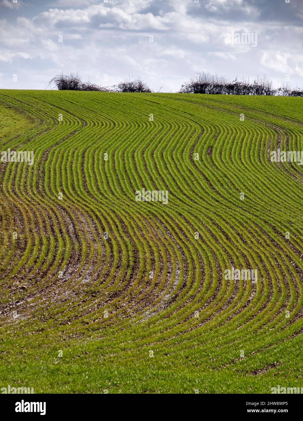 File di nuove piante in un campo di agricoltori umidi, Warwickshire, Inghilterra. Foto Stock