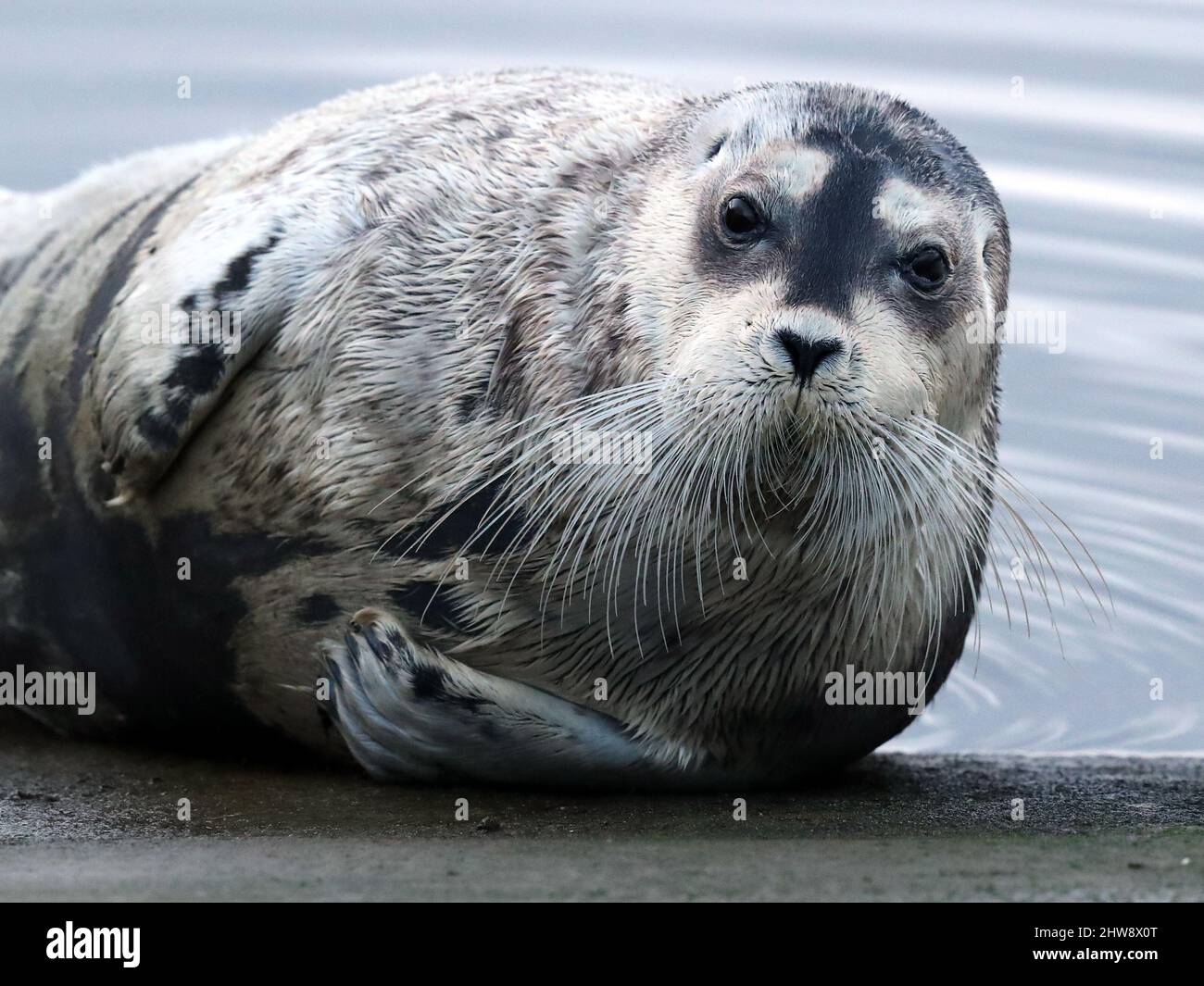 Bearded Seal, Erignathus barbatus, Shetland, Scozia, UK Foto Stock