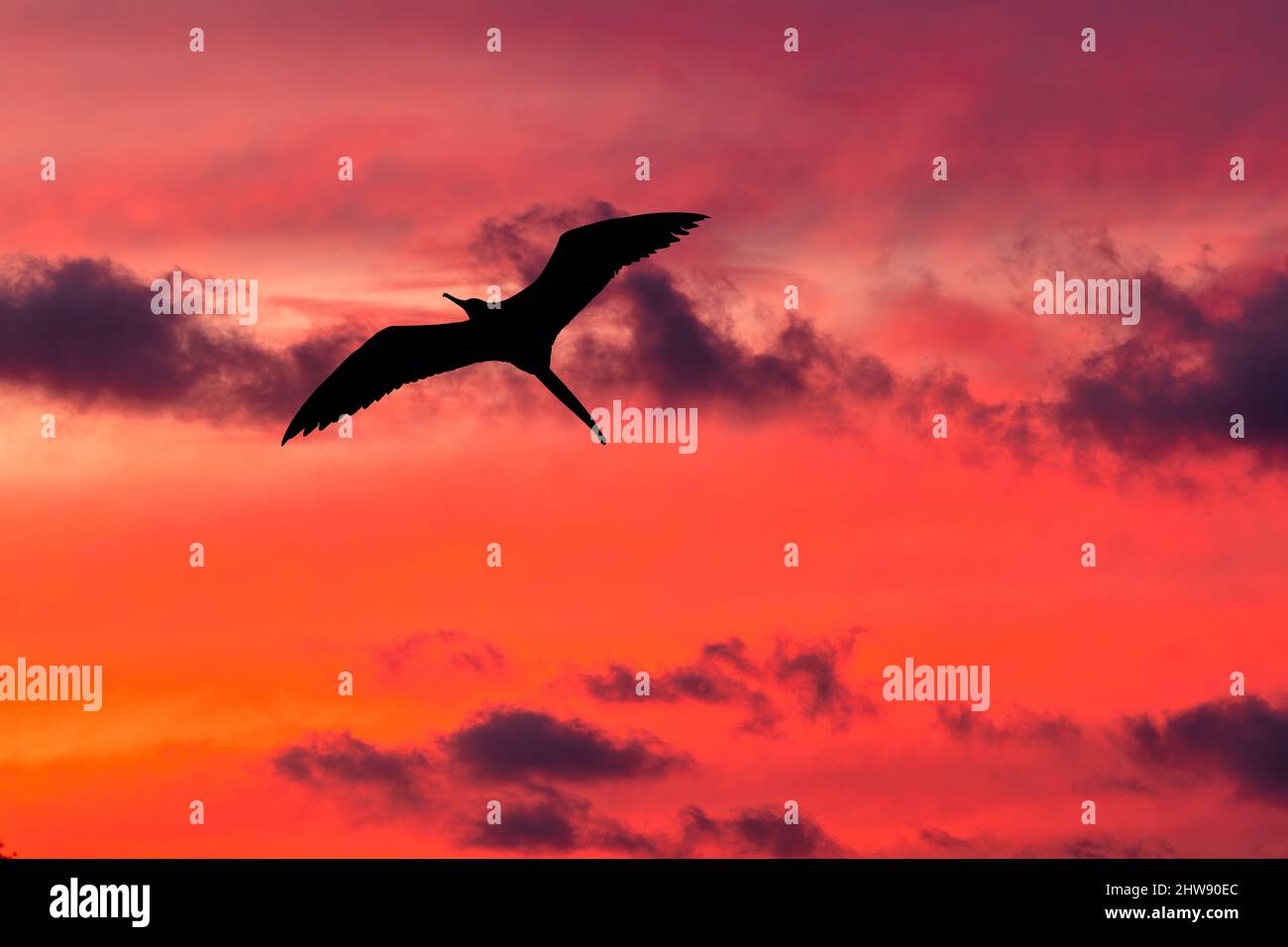 Un singolo silhouette di uccello è volare attraverso Una colorata nuvola riempito Sunset Sky Foto Stock