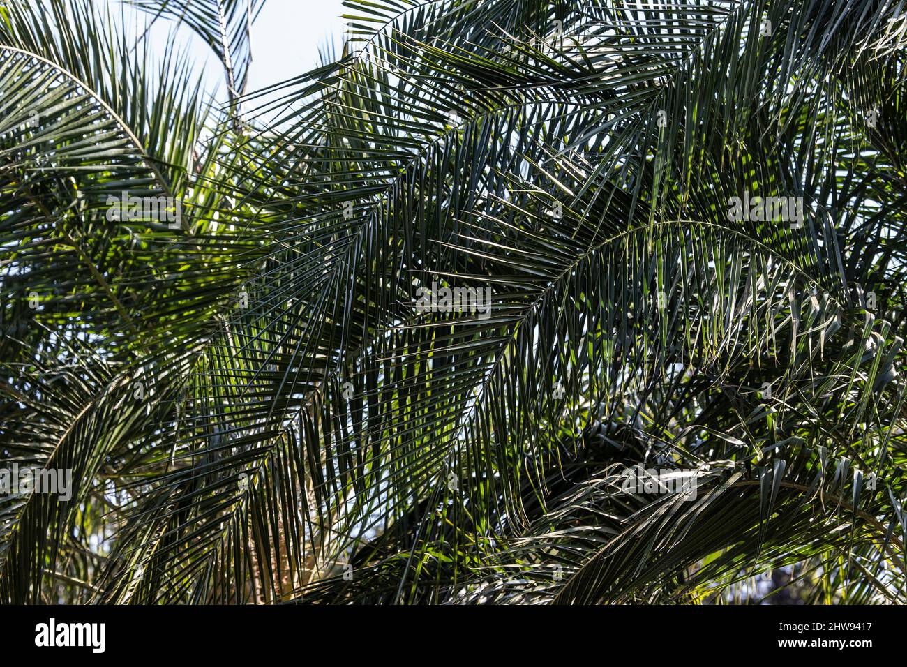 Un baldacchino di foglie e facciate di palme in Botswana, Africa, tipico delle regioni tropicali e calde e che fornisce protezione, riparo e ombra in tempo caldo Foto Stock