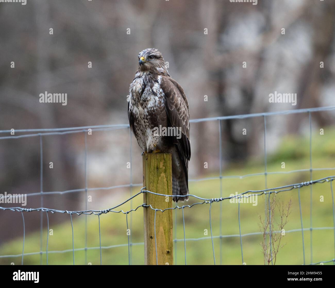 Poiana comune arroccata su un recinto di legno nella campagna scozzese Foto Stock