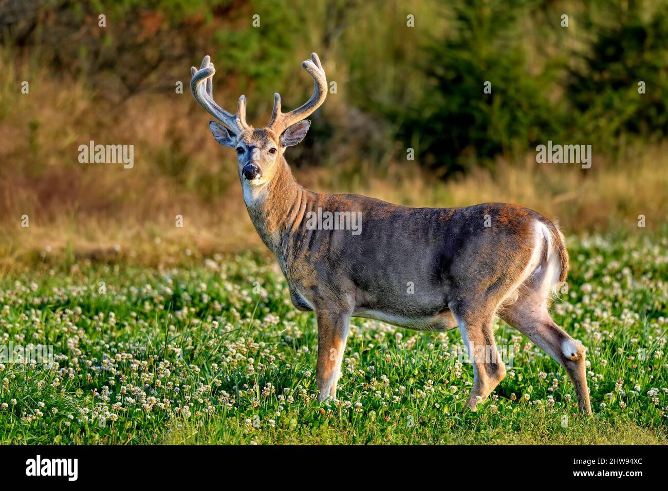 White-tailed deer buck cercando regale. Foto Stock