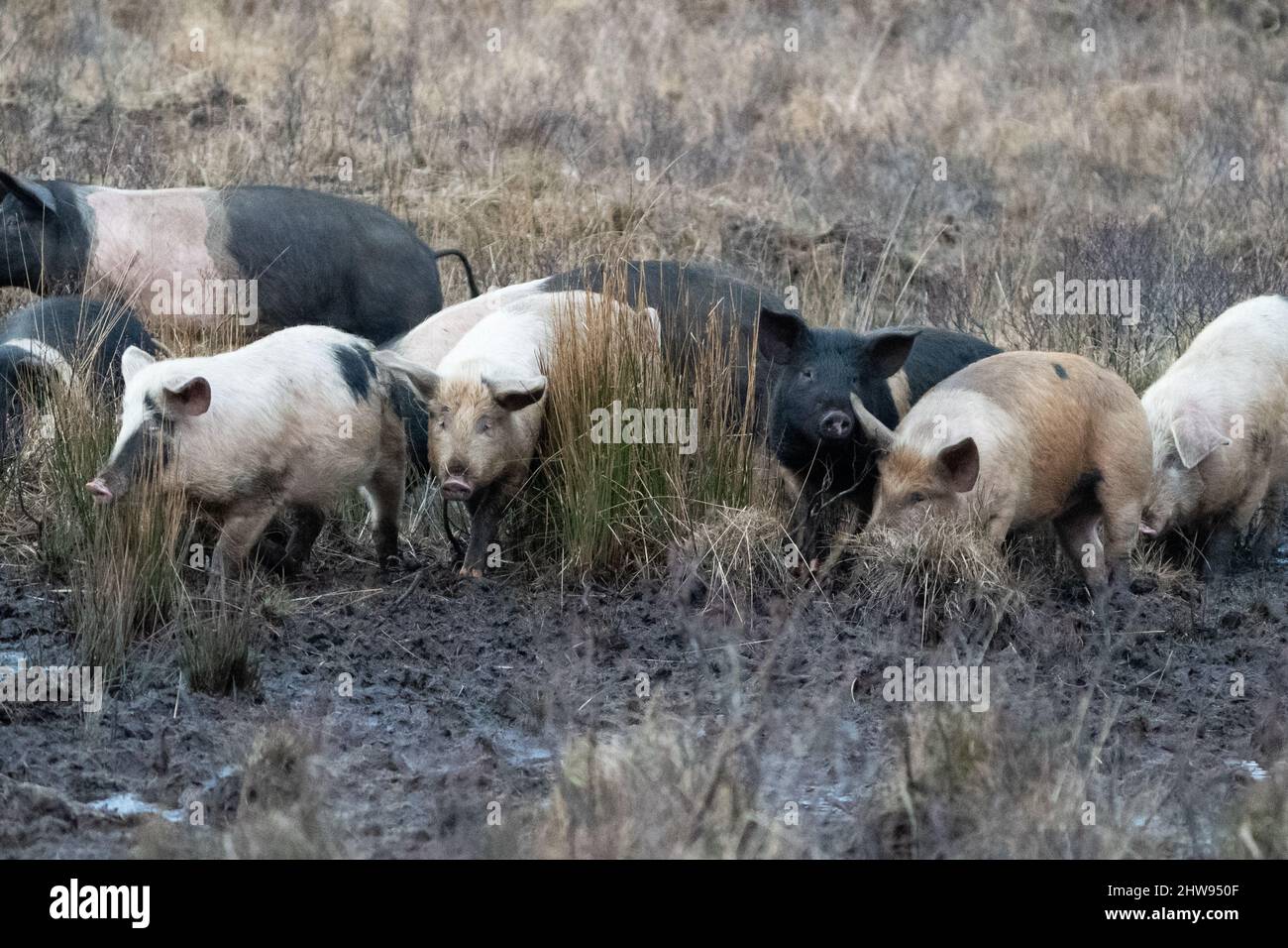 Suini inglesi Saddleback e Gloucester Old Spot in un campo fangoso, Regno Unito Foto Stock