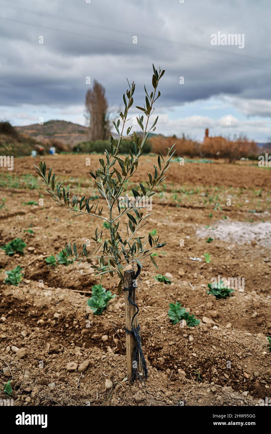 Piccolo e giovane esemplare di olivo piantato a la Rioja, Spagna Foto Stock