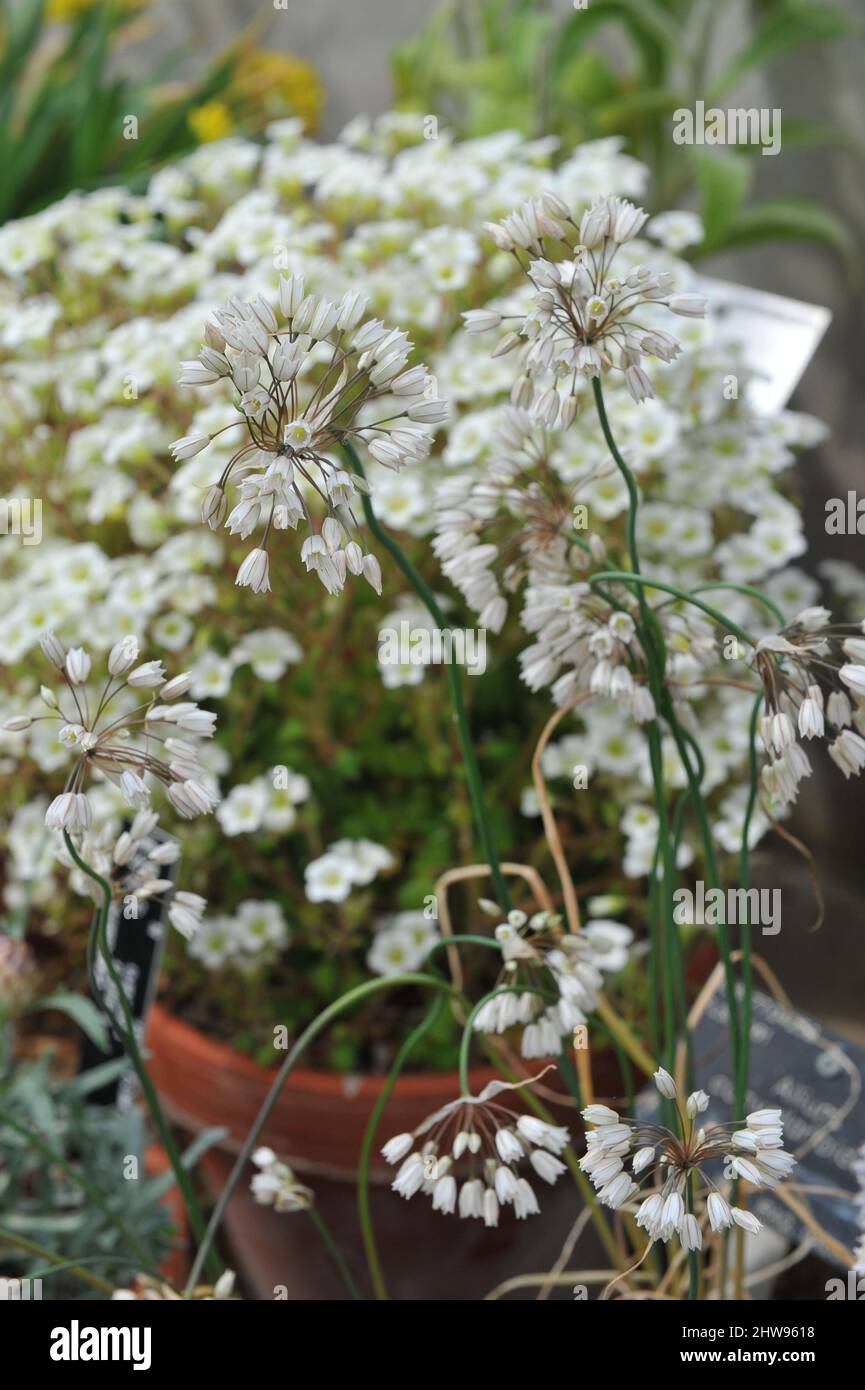Allium convallarioides si palma in una serra in un giardino nel mese di maggio Foto Stock