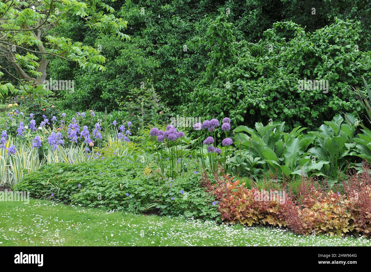 Allium Globemaster fiorisce in un letto di fiori in un giardino nel mese di maggio insieme a Iris pallida Variegata, Geranium e Heuchera Foto Stock