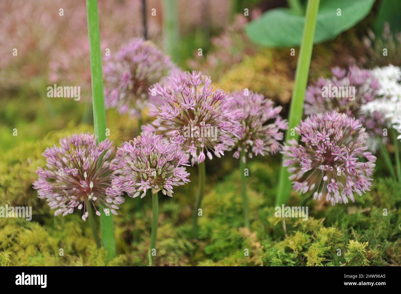 Allium Little Dean fiorisce in una mostra a maggio Foto Stock