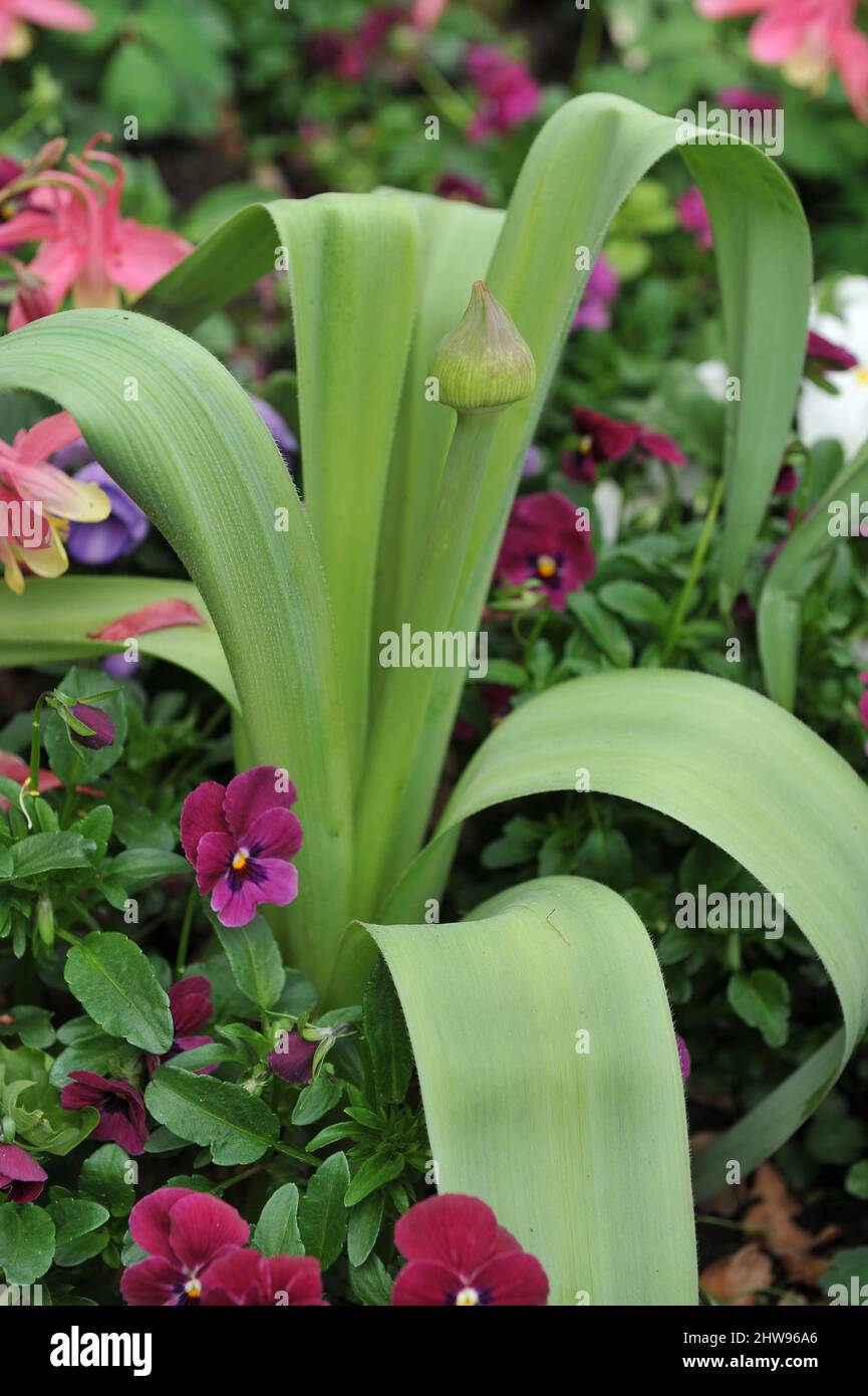 Allium macleanii si prepara a fiorire in un letto di fiori con le mutandine di colore rosso scuro Foto Stock