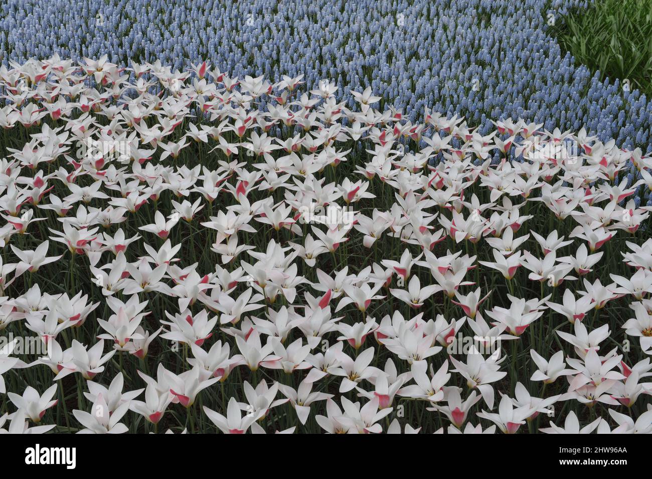 Tulipani bianchi e rosa signora (Tulipa cusiana) Lady Jane e blu Muscari fioriscono in un giardino nel mese di aprile Foto Stock