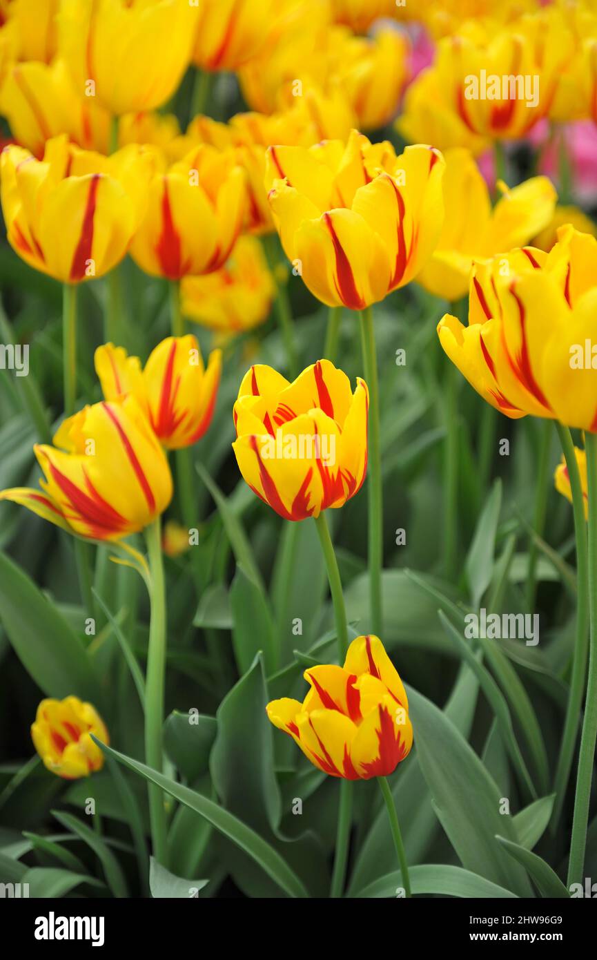 Tulipano giallo e rosso (Tulipa) la fiamma della signora fiorisce in un giardino nel mese di aprile Foto Stock