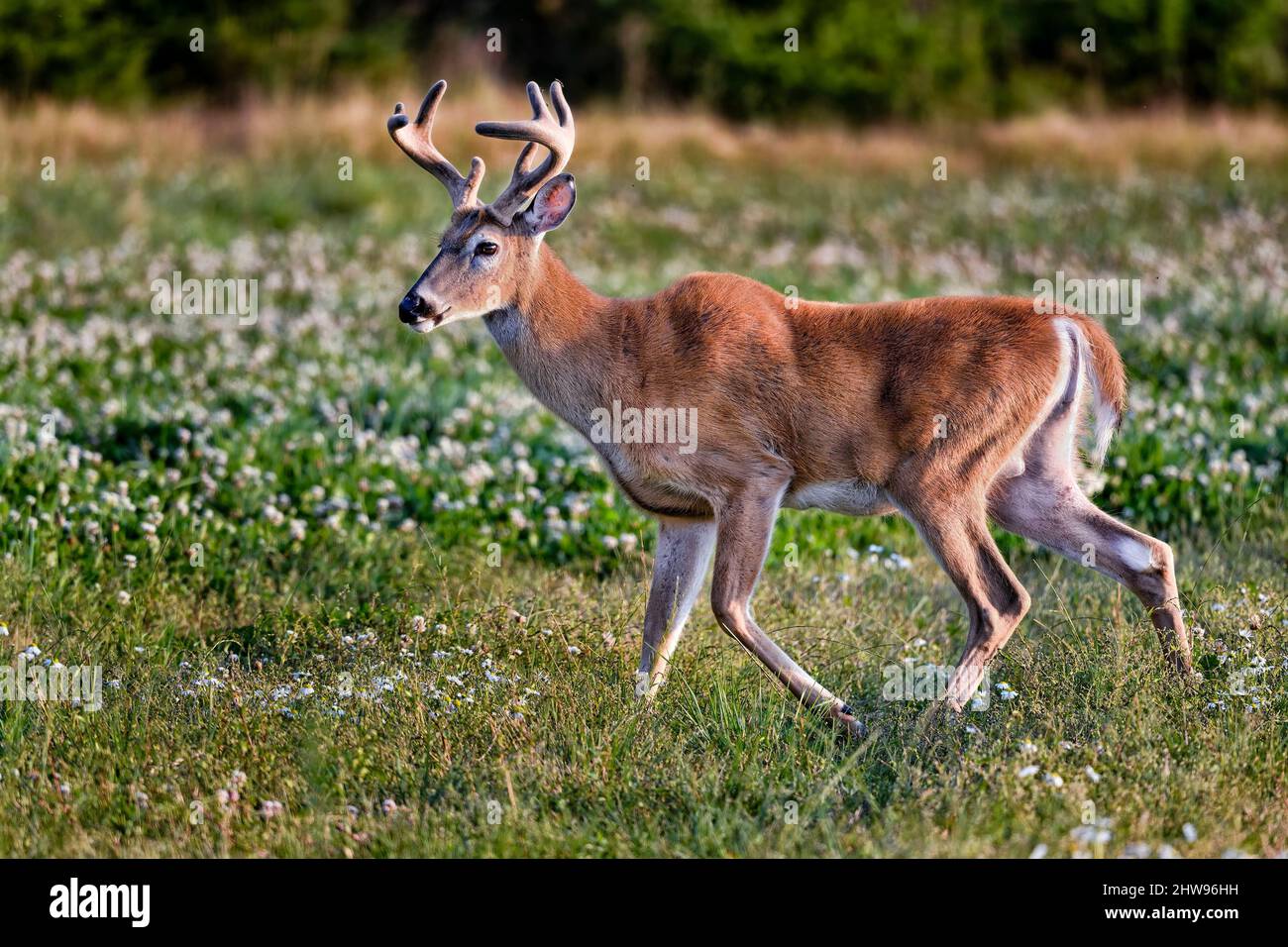 Capriolo con coda bianca buck al crepuscolo.. Foto Stock