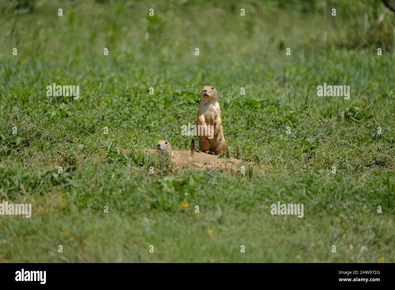 Cane di prateria Foto Stock