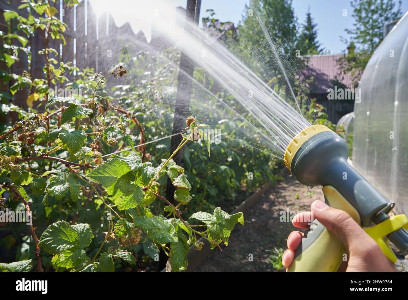 Primo piano di una mano di un uomo spruzzando una soluzione acquosa su piante sotto pressione. Annaffiatura di cespugli di lamponi in giardino. Concetto di giardinaggio. Foto di alta qualità Foto Stock