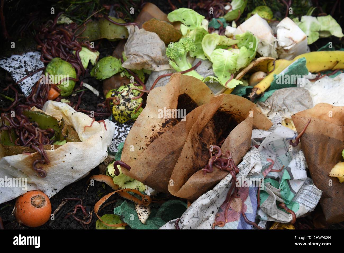 Il contenuto di un bidone di compost di plastica su un'assegnazione. Creato dai rifiuti domestici, peelings vegetali, caffè macinato e foglie di tè, carta, f Foto Stock