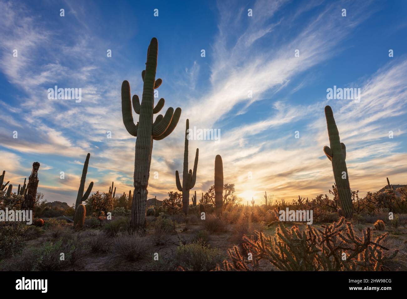Paesaggio panoramico del deserto di sonora con Saguaro Cactus al tramonto a Phoenix, Arizona Foto Stock