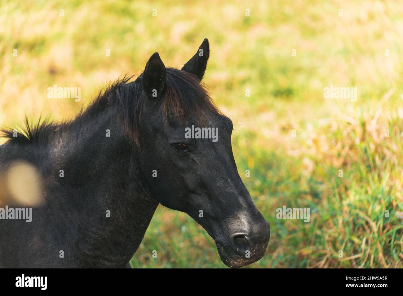 cavallo nero che riposa all'ombra, in un ambiente naturale Foto Stock